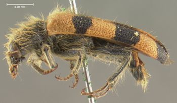 Media type: image;   Entomology 33465 Aspect: habitus lateral view